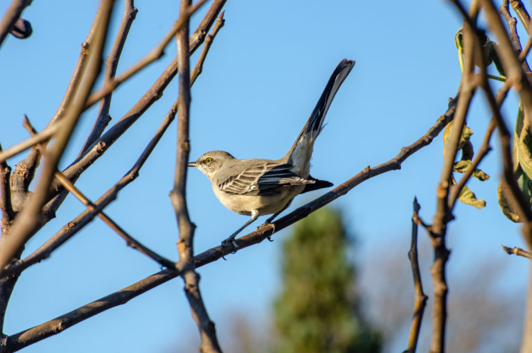 Wave hill Fall Birding credit Wave Hill