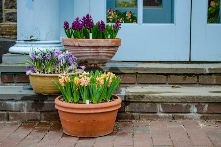 Wave hill Urban Pots Spring Bulb Basin credit Wave Hill